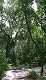  La forêt vierge en Provence (c) Christophe ANTOINE
288*500 pixels (49943 octets)(i1155)