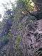 Les gorges sont encombrées de végétation. (c) Christophe ANTOINE
300*400 pixels (36282 octets)(i234)