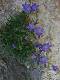  Quelques fleurs sur les parois du Garagai. (c) Christophe ANTOINE
451*600 pixels (50302 octets)(i3505)
