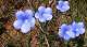 Fleurs du printemps? (c) Christophe ANTOINE
500*281 pixels (29602 octets)(i1754)