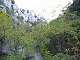  Végétation dense dans le ravin de Gorge Longue. (c) Christophe ANTOINE
400*300 pixels (27583 octets)(i1095)