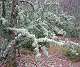 A l'approche de la Crête du Luberon les arbres en sont envahis (Sont ils malades ?) (c) Christophe ANTOINE
450*378 pixels (52023 octets)(i2900)