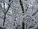 Grosse couche de neige. (c) Christophe ANTOINE
500*375 pixels (37744 octets)(i2910)