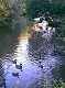  Canards dans le lac aménagé de la Torse. (c) Christophe ANTOINE
262*350 pixels (18762 octets)(i447)