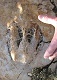  Un peu avant le Pas du Clapier  un fossile. (c) Christophe ANTOINE
360*500 pixels (38901 octets)(i3769)