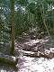 Fin des gorges le sentier sente frais sous les bois. (c) Christophe ANTOINE
300*400 pixels (36328 octets)(i381)
