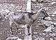 Il y a aussi des chèvres et des lamas dans ce zoo. (c) Christophe ANTOINE
257*187 pixels (16016 octets)(i542)