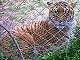  Un très beau Tigre. (c) Christophe ANTOINE
400*301 pixels (40880 octets)(i545)