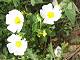 fleurs de printemps 1 (c) Nicole Despinoy
400*300 pixels (22195 octets)(i3371)