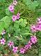 fleurs de printemps 2 (c) Nicole Despinoy
375*502 pixels (49409 octets)(i3373)