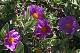  fleur de ciste. (c) Christophe ANTOINE
500*337 pixels (36201 octets)(i3493)