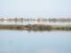 Paysage typique sur l'étang de Bolmon et le canal au premier plan (c) despinoy
523*392 pixels (14775 octets)(i4076)