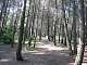  Forêt de Janas. (c) Christophe ANTOINE
500*375 pixels (43742 octets)(i1864)