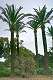  De très beau palmiers au niveau du monastère. (c) Christophe ANTOINE
272*400 pixels (26539 octets)(i1126)