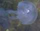  Une méduse. (c) Christophe ANTOINE
450*351 pixels (7682 octets)(i1637)