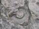 Fossile de coquillage(c) Christophe Antoine
816*612 pixels (84284 octets)(i4936)