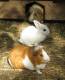 (lapin et cochon d'inde): Une cohabitation originale dans la petite ferme d'Aoubré. Copyright: Aoubre
490*600 pixels (65043 octets)(i4556)