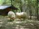 (moutons d'ouessant): Les moutons de la ferme pédagogique d'Aoubre. Copyright: Aoubre
800*600 pixels (164006 octets)(i4555)