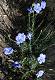  fleur de printemps (c) Christophe ANTOINE
414*600 pixels (64314 octets)(i3510)