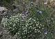 Fleurs de printemps  (c) Christophe ANTOINE
500*350 pixels (66120 octets)(i3511)