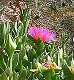 Plante grasse méditerranéenne en fleur (c) Christophe ANTOINE
319*343 pixels (28062 octets)(i268)